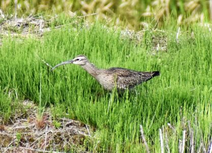飛島三福のチュウシャクシギ?