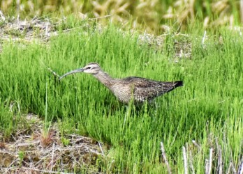 飛島三福のチュウシャクシギ?
