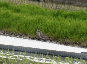 飛島三福のチュウシャクシギ?