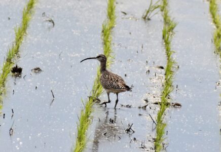 飛島三福のチュウシャクシギ?