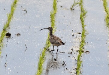 飛島三福のチュウシャクシギ?