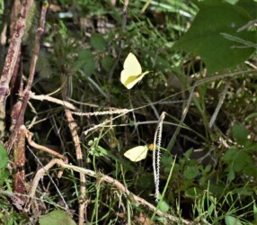 成虫で冬を越す キタキチョウ