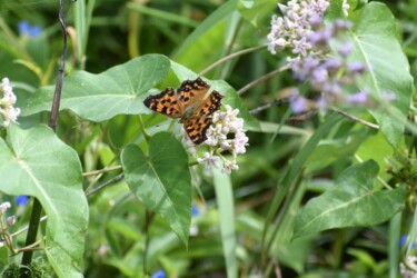 成虫で冬越す キタテハ