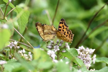 成虫で冬を越す キタテハ