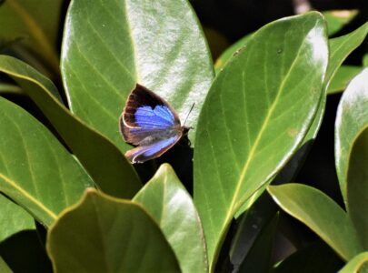 成虫で冬を越す ムラサキシジミ