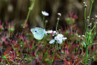 サナギで冬を越す モンシロチョウ