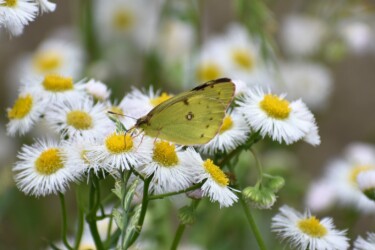 サナギで冬を越す モンキチョウ