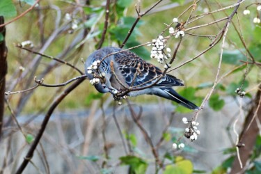 ナンキンハゼの実を啄む