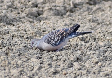 大豆の種を啄む