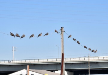 珍しく電線に群れで止まる