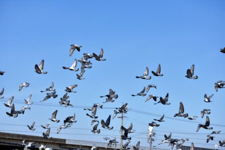 カワラバト