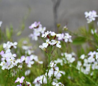 ダイコンの花
