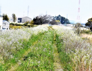 群生して咲くダイコンの白い花