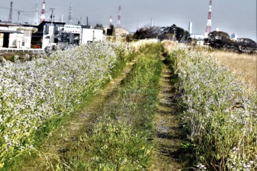 群生して咲くダイコンの白い花
