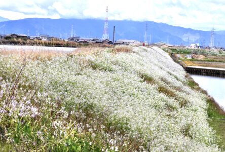 群生して咲くダイコンの白い花
