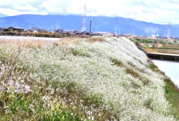 群生して咲くダイコンの白い花