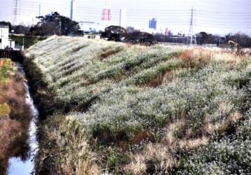 群生して咲くダイコンの白い花