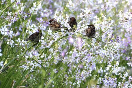 ダイコンの花を啄むスズメ