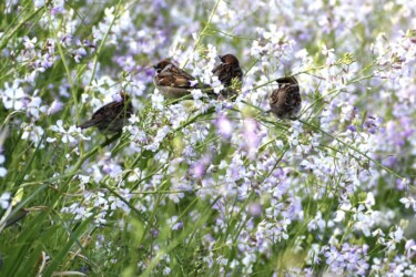 ダイコンの花を啄むスズメ