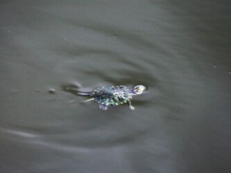 ミシシッピアカミミガメの幼体 ミドリガメ