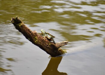 ミシシッピアカミミガメの幼体 ミドリガメ