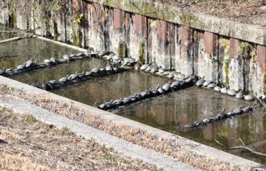 92匹の甲羅干し