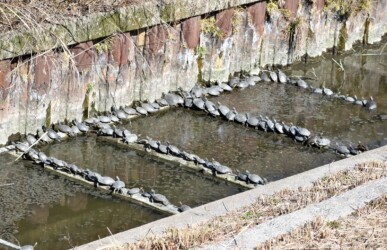 92匹の甲羅干し