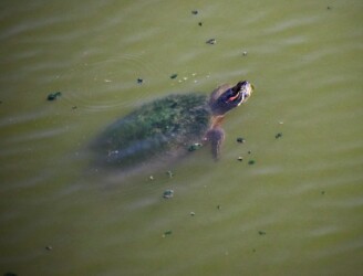 水中のミシシッピアカミミガメ
