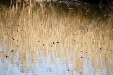これは何でしょう? 鼻先を出すカメ