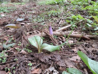 1株のカタクリ