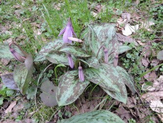 数株のカタクリ