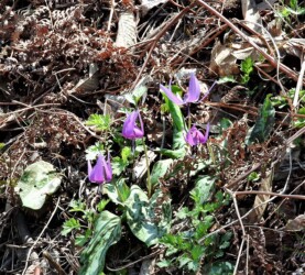 数株のカタクリ