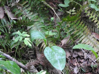 カタクリの実(種)