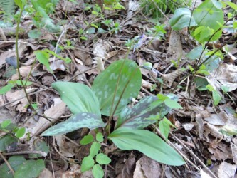 カタクリの実(種)