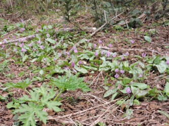 群生するカタクリ