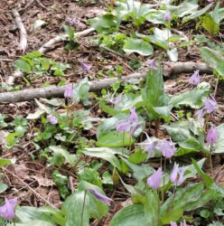 吸蜜中のヒメギフチョウ