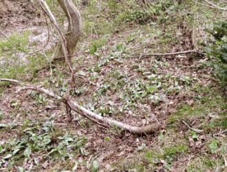 群生するカタクリ