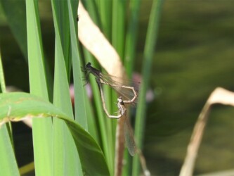 5月28日に見つけた交尾態のオツネントンボ