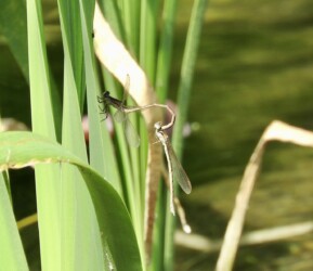 5月28日に見つけた交尾態のオツネントンボ