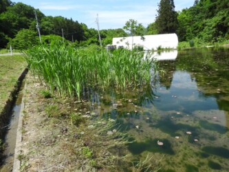 見かけたガマと水辺
