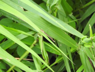 8月31日に見かけたオツネントンボ