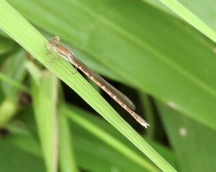 8月31日に見かけたオツネントンボ