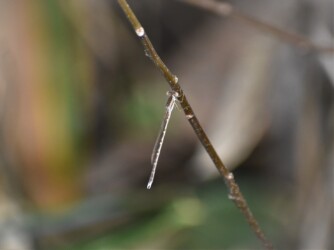 10月23日のオツネントンボ
