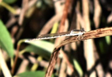 10月23日のオツネントンボ