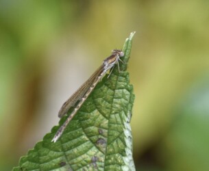 10月23日のオツネントンボ