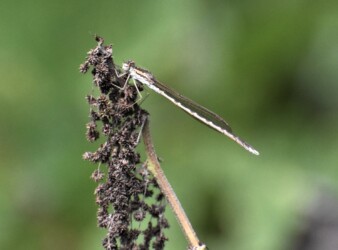 10月23日のオツネントンボ