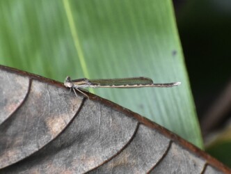 10月23日のオツネントンボ