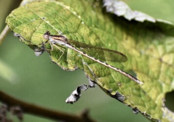 10月23日のオツネントンボ
