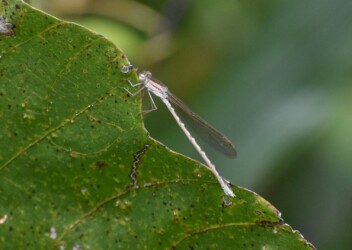 10月23日のオツネントンボ