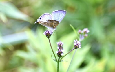 アレチハナガサの花の吸蜜中のウラナミシジミ